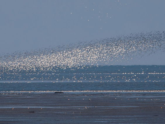 Bewonersbijeenkomst op Terschelling na aanvaring boten op Waddenzee