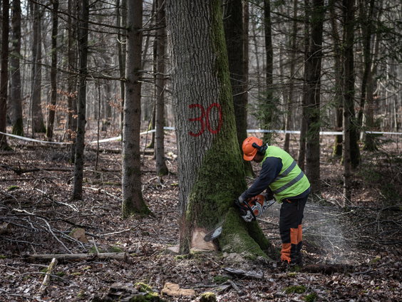 In Frankrijk worden duizend oude eiken omgehakt voor het herstel van de Notre-Dame