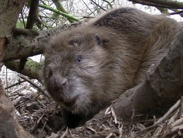 De 'beaver deceiver' tegen beveroverlast