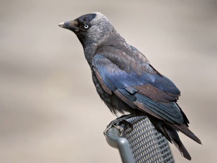 Overlast door de kauw