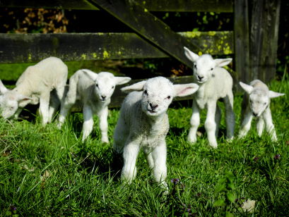 Hou es op met zeuren, we zijn gelukkig!