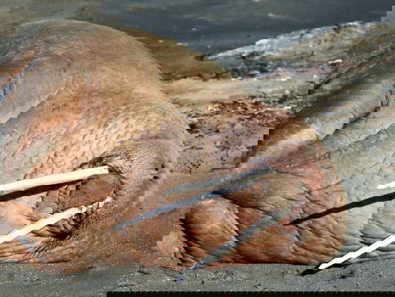 Onderzoekers blij met uitwerpselen walrus