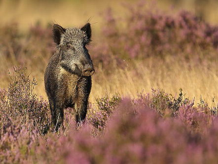 Wildbeheer op de schop