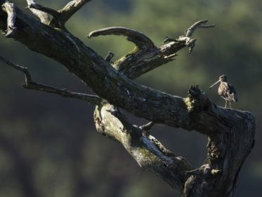 Schatkamer van de Hoge Veluwe