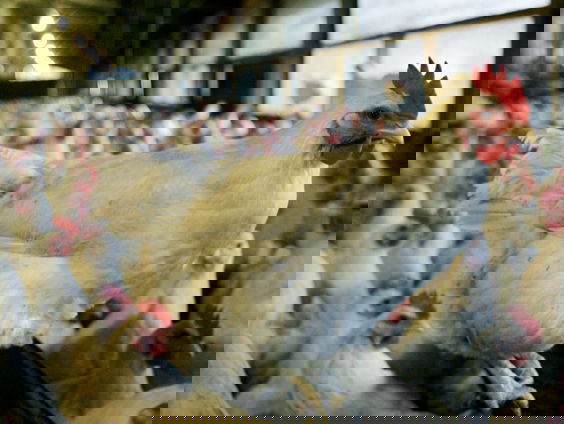 Dagelijks meer dan anderhalf miljoen kippen geslacht, grotendeels voor (Europese) export