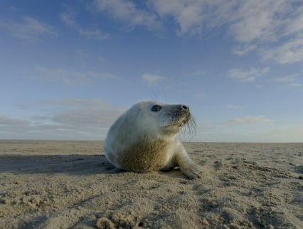 Natuurfilmer Ruben Smit brengt opnieuw een ode aan de Wadden