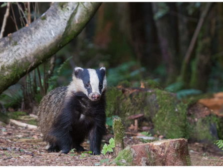 Boeren pleiten voor afschieten van dassen