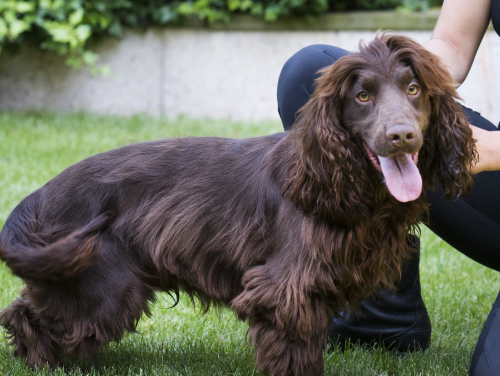 Roeland Wessels (over ivoorhond Mitch)
