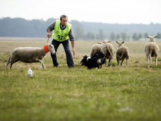 De allerbeste schapendrijvers strijden in Opmeer voor de wereldtitel