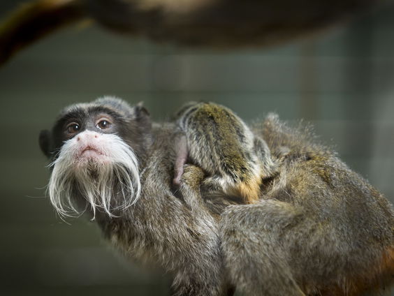 Nieuw voedselbos in Apenheul