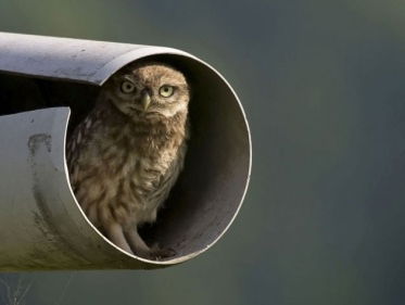Beleef de Lente - dood steenuiltje