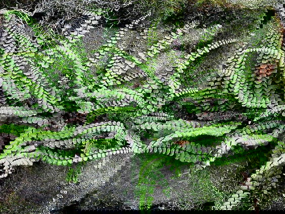 Groene kades van Breda