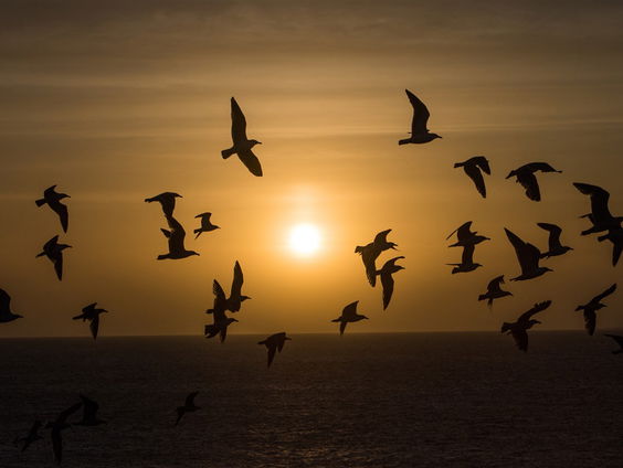 (Meteorologische) lente begonnen: op welke vogels moet je letten?