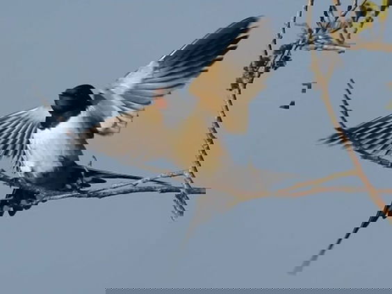 Fenolijn 29 augustus 2021