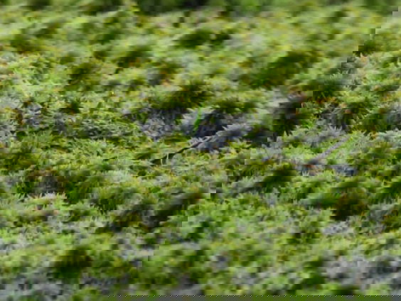 Prijs voor veenprofessor, fietsen tegen plastic, burgerboerderij de Patrijs en alle andere radioitems