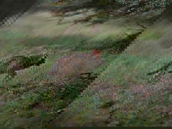 Moeflons verdwenen van de noordelijke Veluwe