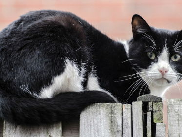 Dag van het Therapiedier: Ook dieren hebben therapie nodig