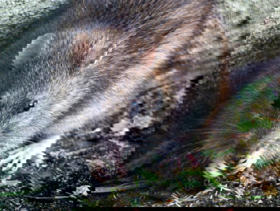 Is er echt in elke straal van 20 meter ten minste één rat te vinden?