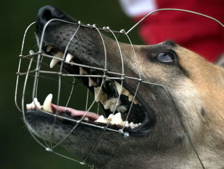 'Afschaffen verplichte opvoedcursus bijthonden is stap terug'