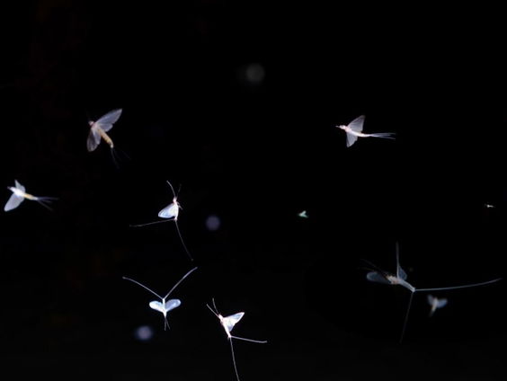 Eendagsvliegen maken zomersneeuw