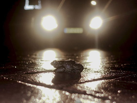 Patrouilleren tijdens de paddentrek