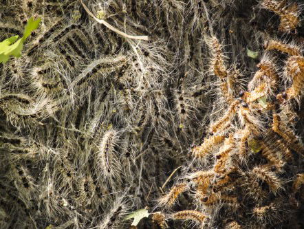 Pas op voor de eikenprocessierups