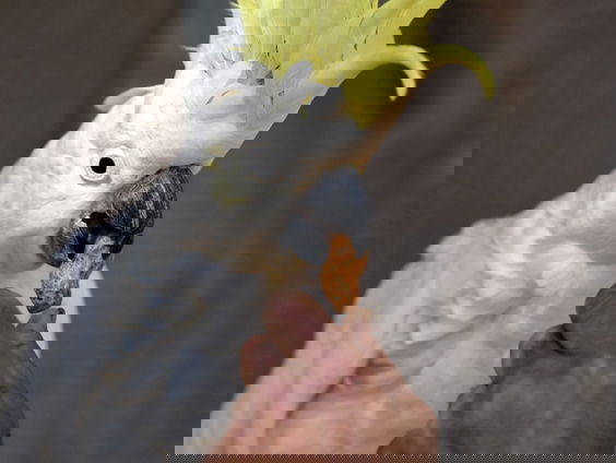 Hoe slim is de kaketoe?