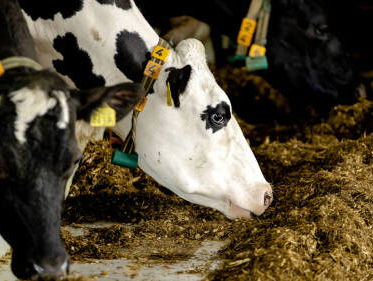 Econoom Van Wijnbergen en landbouwjournalist De Snoo over debat stikstoffonds