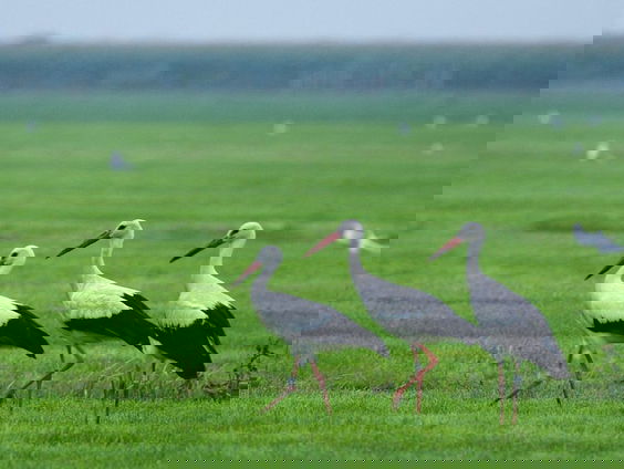 Fenolijn 18 juli 2021