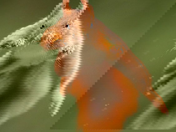 Fenolijn 24 oktober 2021