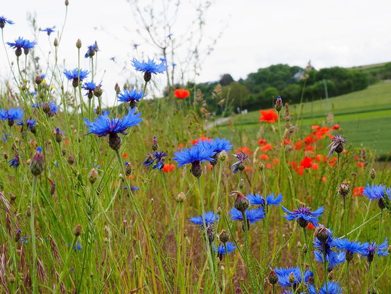 Natuur: ons enige échte kapitaal