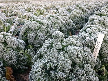 Idee herenboeren slaat aan