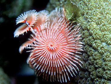 De Optimist: Lisa Becking over Nederlands koraal