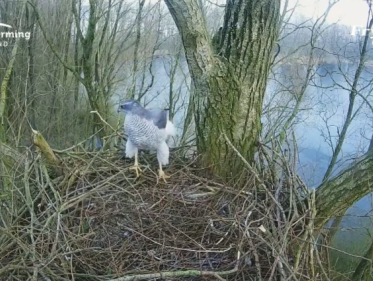 Beleef de Lente: zeearend wordt havik?