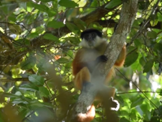 Jaap van der Waarde filmde zeer zeldzame aap voor het eerst