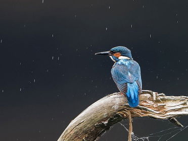 Topjaar voor de ijsvogel