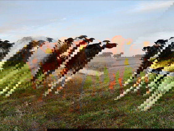 Praten met koeien; het is mogelijk!