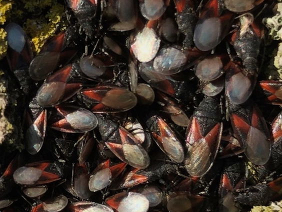 Lindenspitskop rukt op