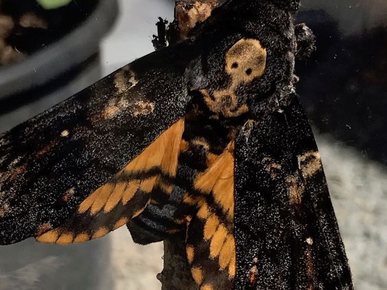 De doodshoofdvlinder trekt over Nederland