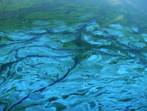 Biologische klok ontrafeld