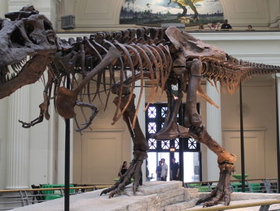 Kindervragen: Kun je zien of deze dino een jongen of een meisje was?