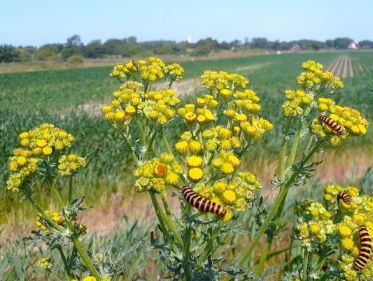 Afname insecten op platteland zet verder door