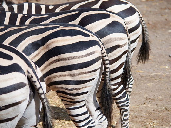 Van wie is deze kont?