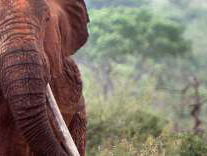 Boris Vos traint rangers in Kenia