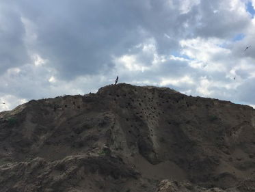 Oeverzwaluwen kraken zandberg