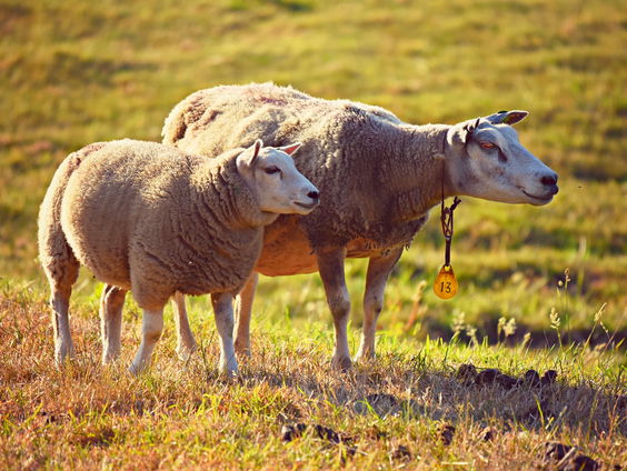Hitteplan voor dieren