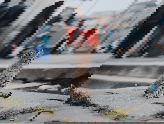 Animal Studies groeit in populariteit in Nederland