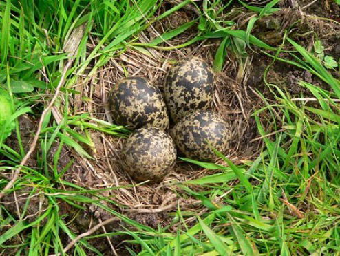 Een tentoonstelling en documentaire over eieren, wat maken deze eieren zo bijzonder?