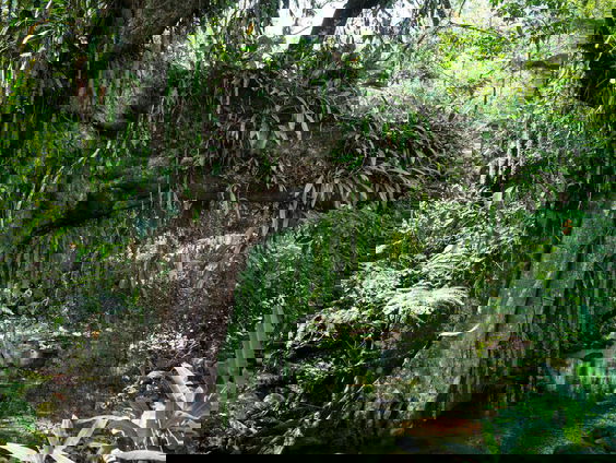 Een van de laatste stukjes Atlantisch regenwoud in Brazilië: welke dieren leven er nog?