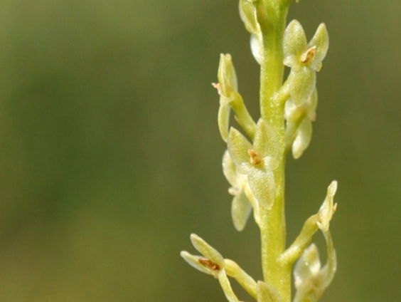 Veenmosorchis terug na 30 jaar